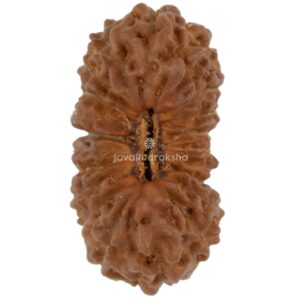 21 Mukhi Java Rudraksha 17.54 mm top view