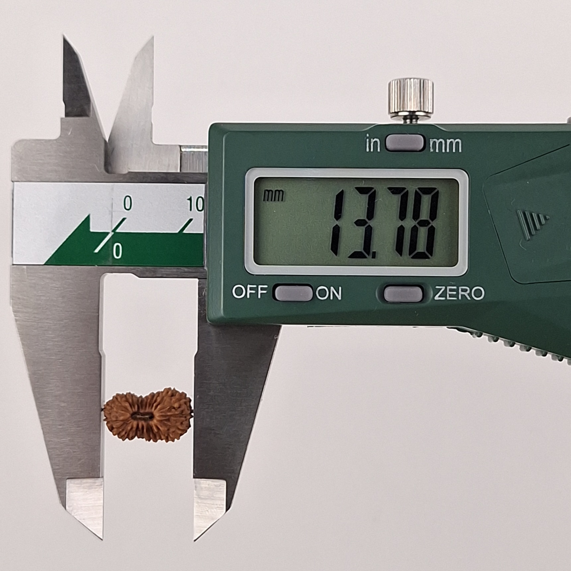 22 Mukhi Java Rudraksha 13.78 mm length measurement