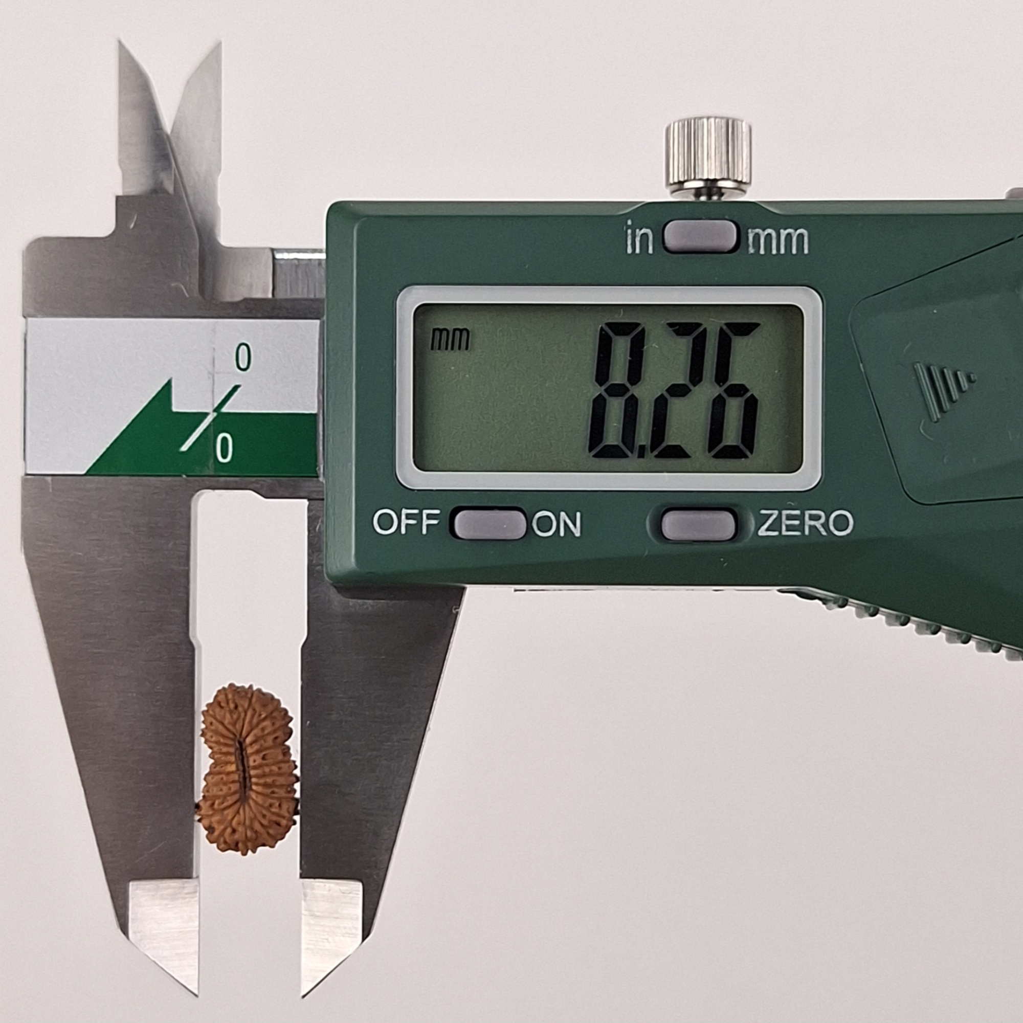22 Mukhi Java Rudraksha 8.26 mm width measurement