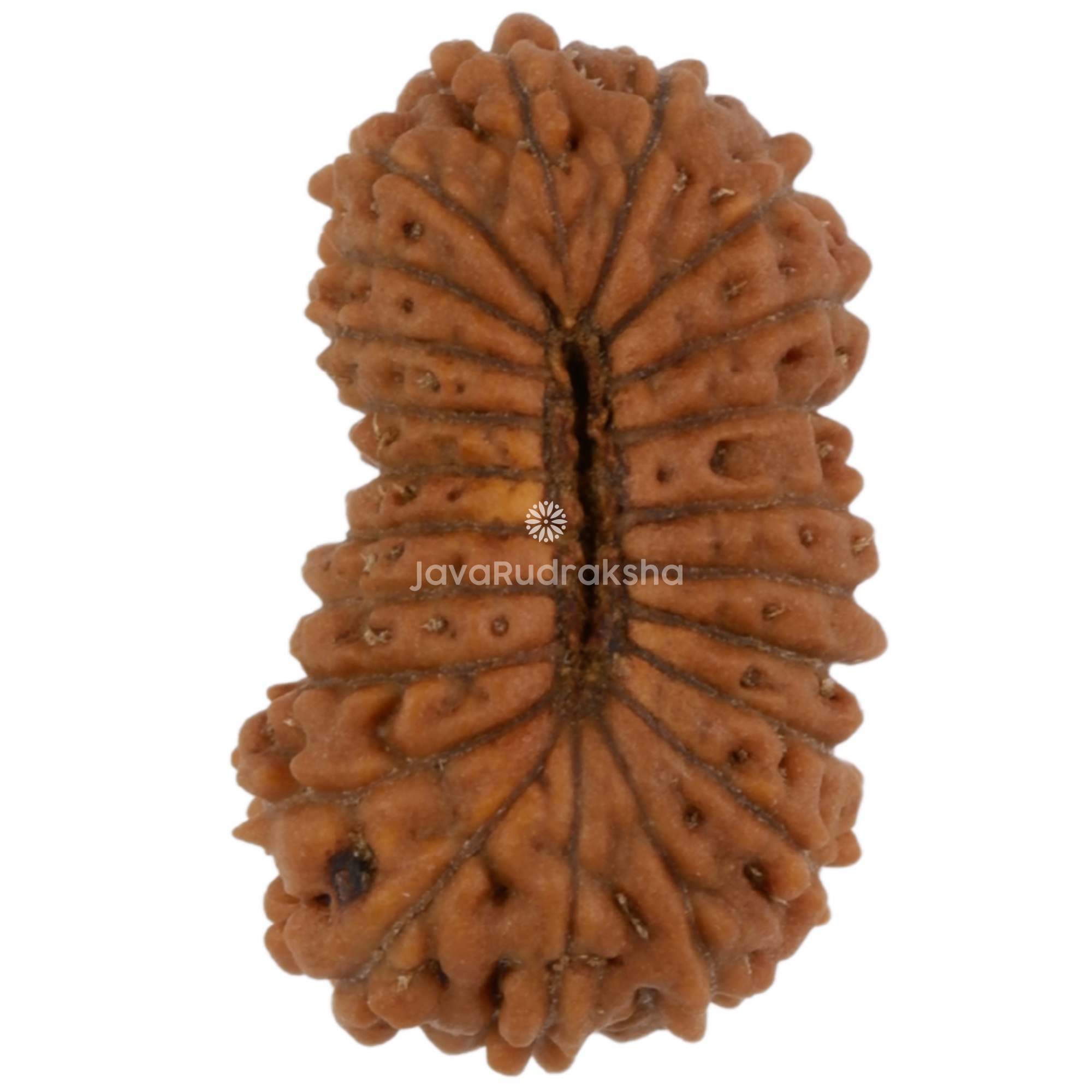 22 Mukhi Java Rudraksha 13.78 mm bottom view