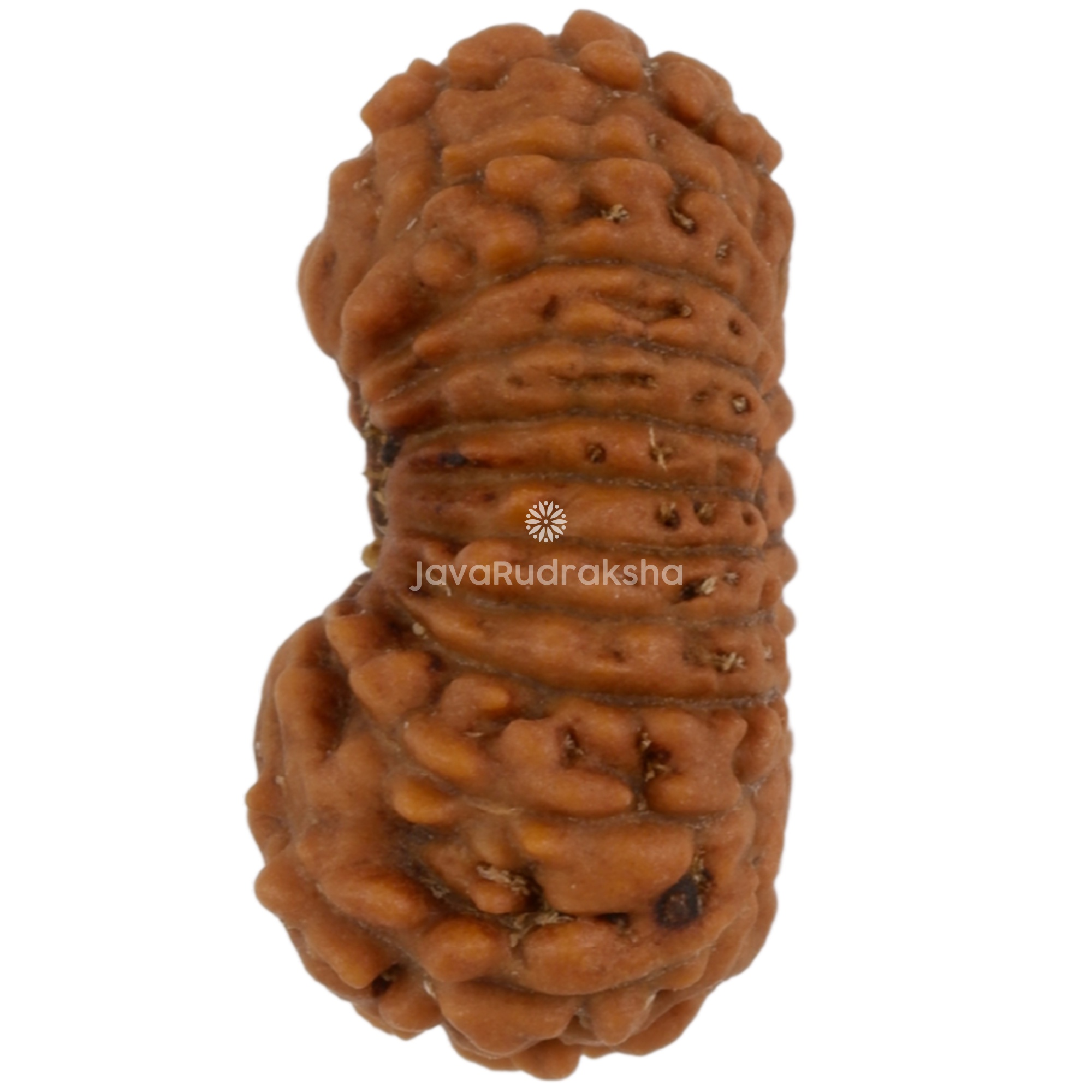 22 Mukhi Java Rudraksha 13.78 mm left side angle