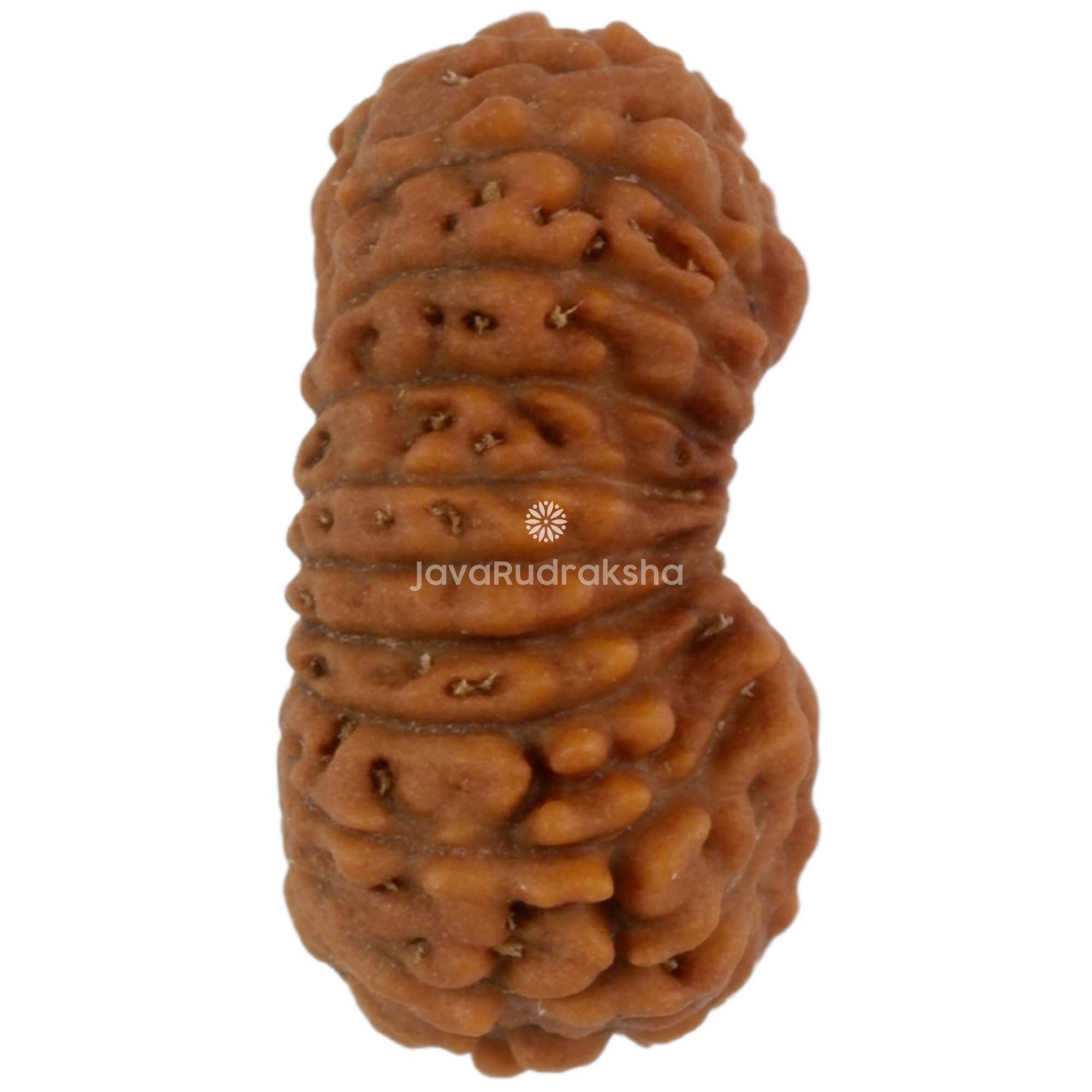 22 Mukhi Java Rudraksha 13.78 mm right side angle