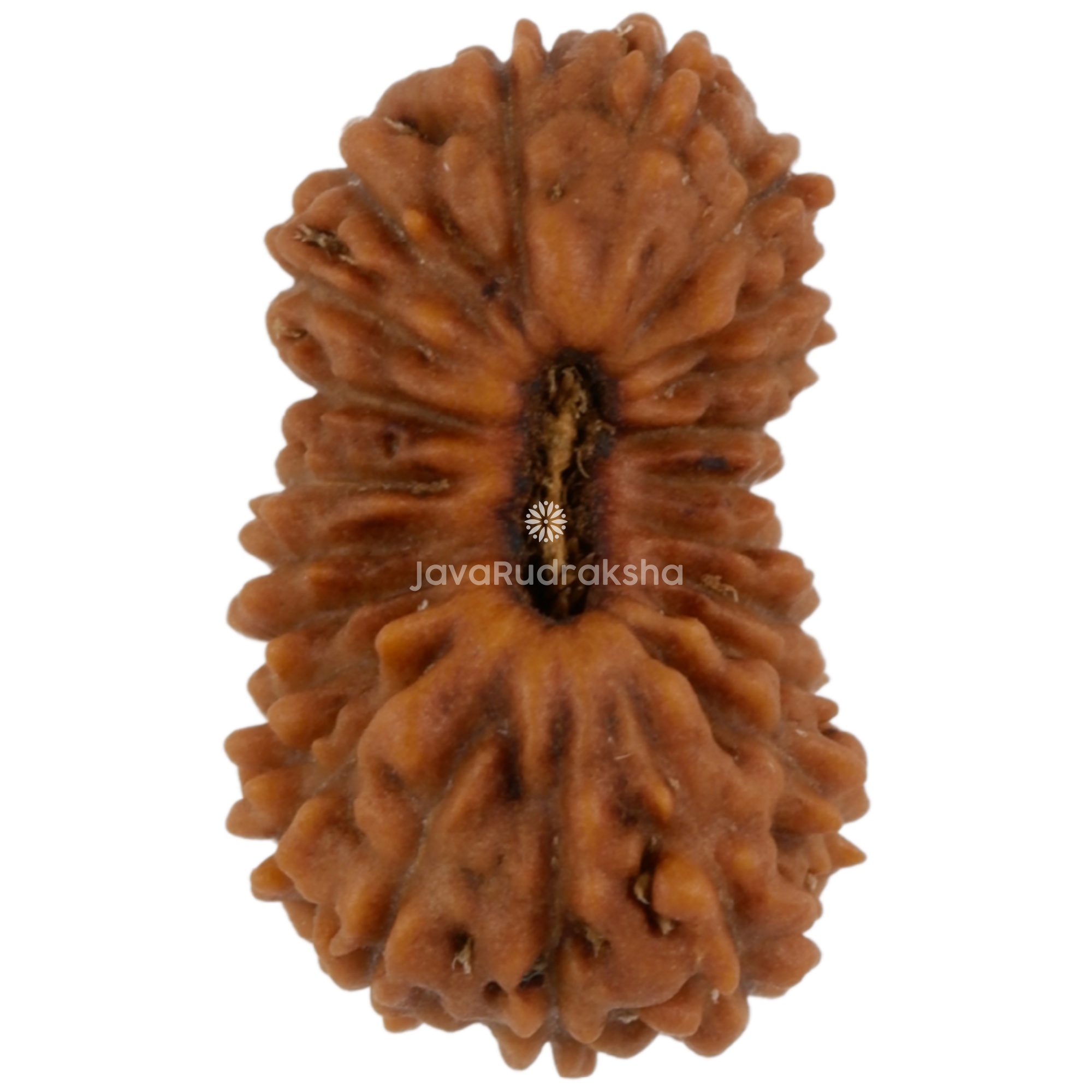 22 Mukhi Java Rudraksha 13.78 mm top view
