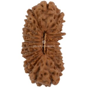 23 Mukhi Java Rudraksha 22.06 mm top view