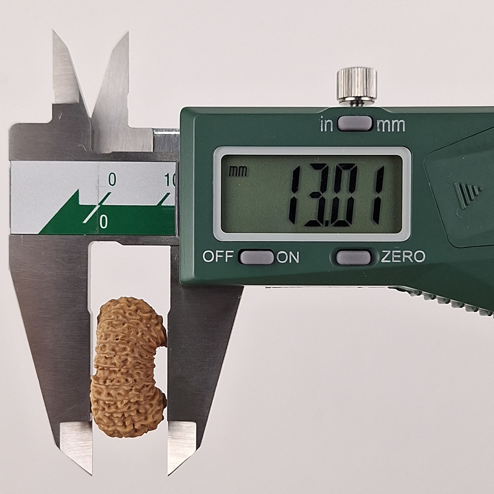 23 Mukhi Java Rudraksha 13.01 mm depth measurement