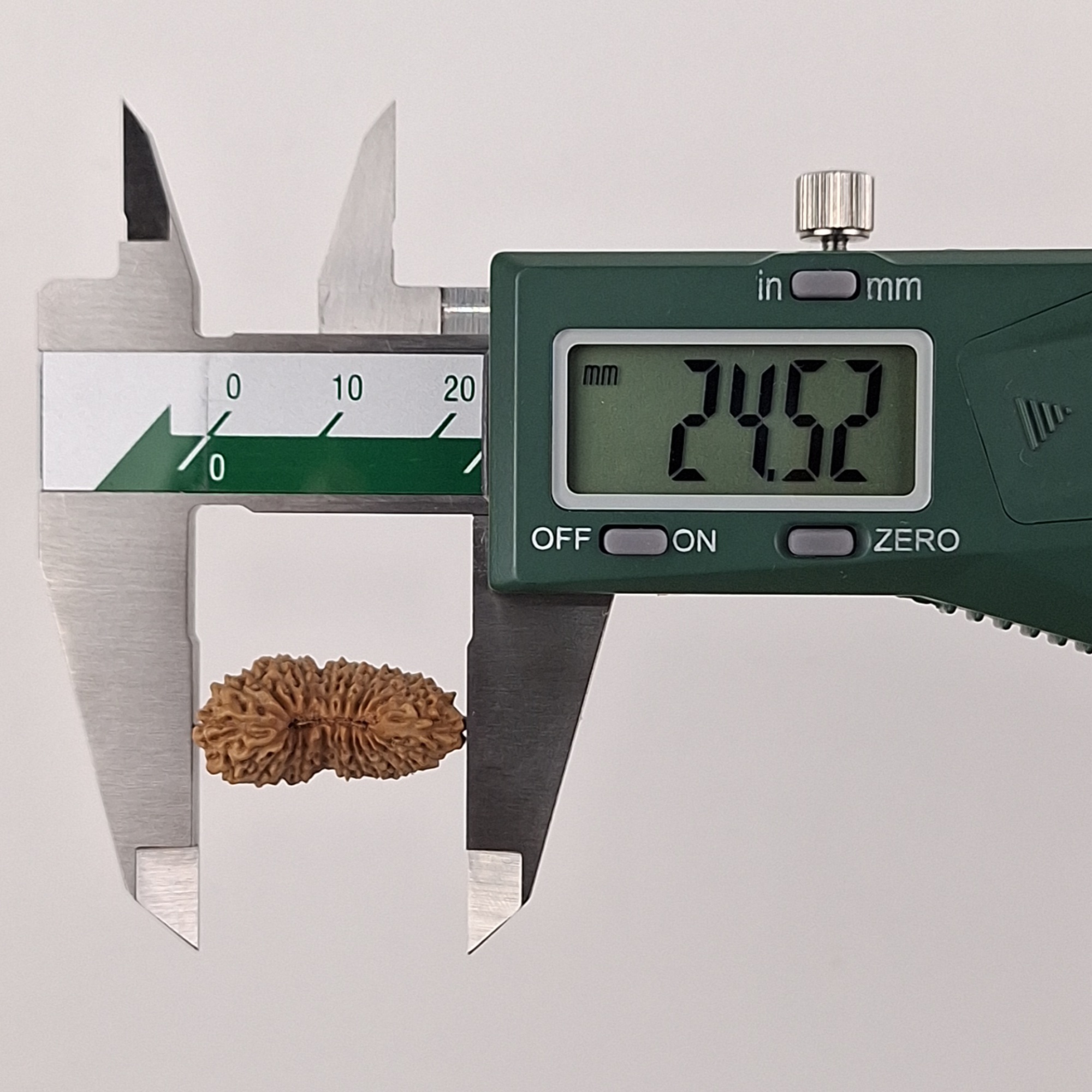 23 Mukhi Java Rudraksha 24.52 mm length measurement