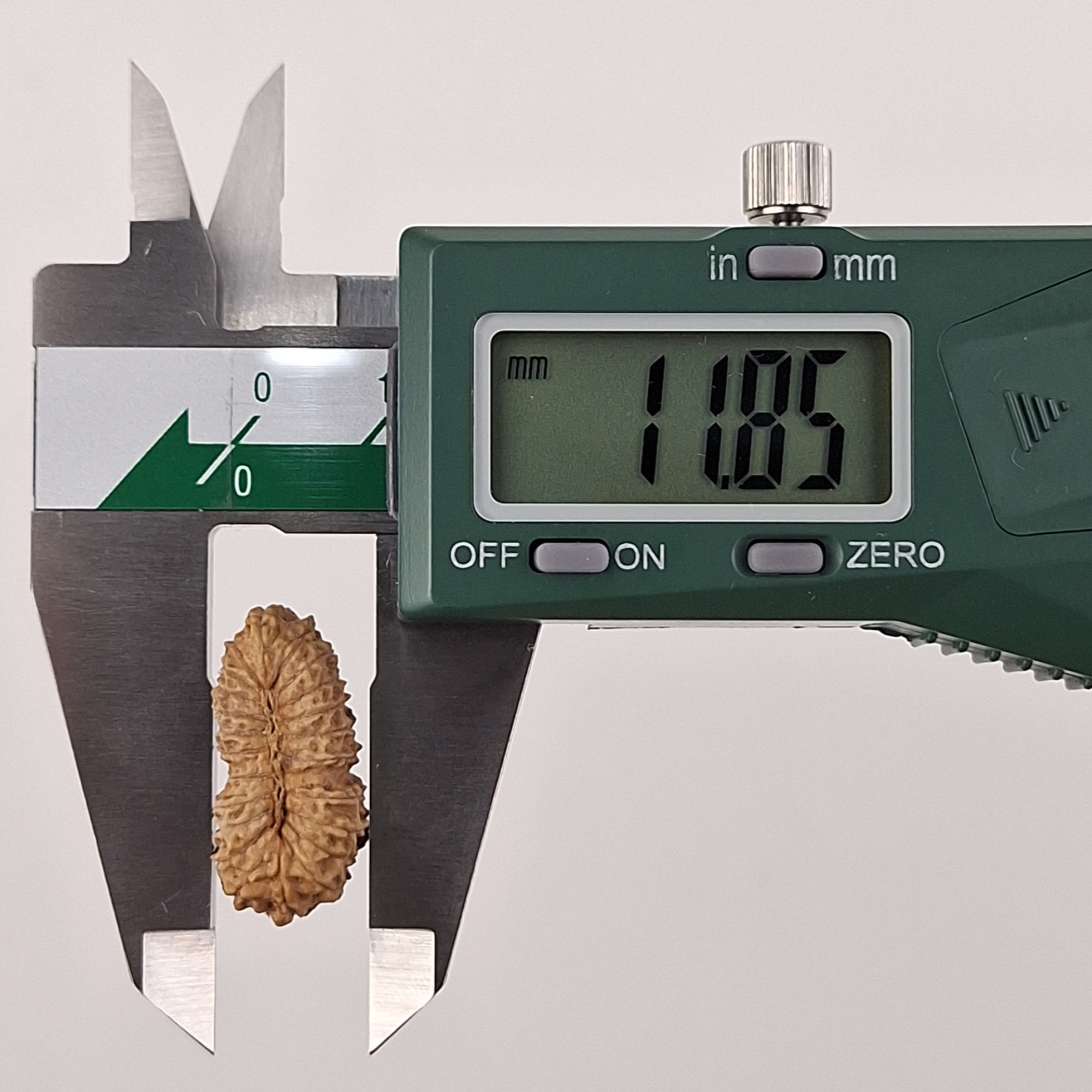 23 Mukhi Java Rudraksha 11.85 mm width measurement