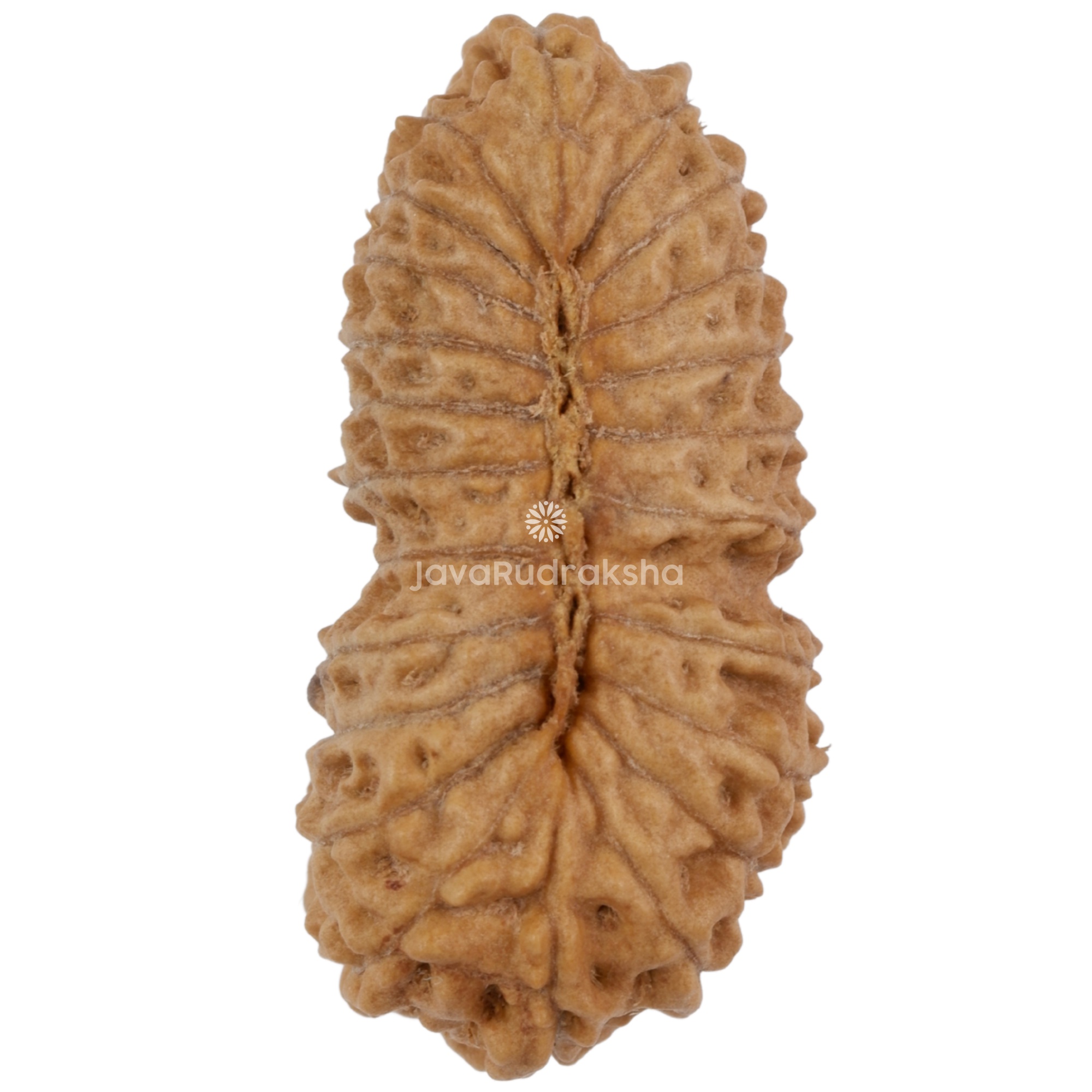 23 Mukhi Java Rudraksha 24.52 mm bottom view