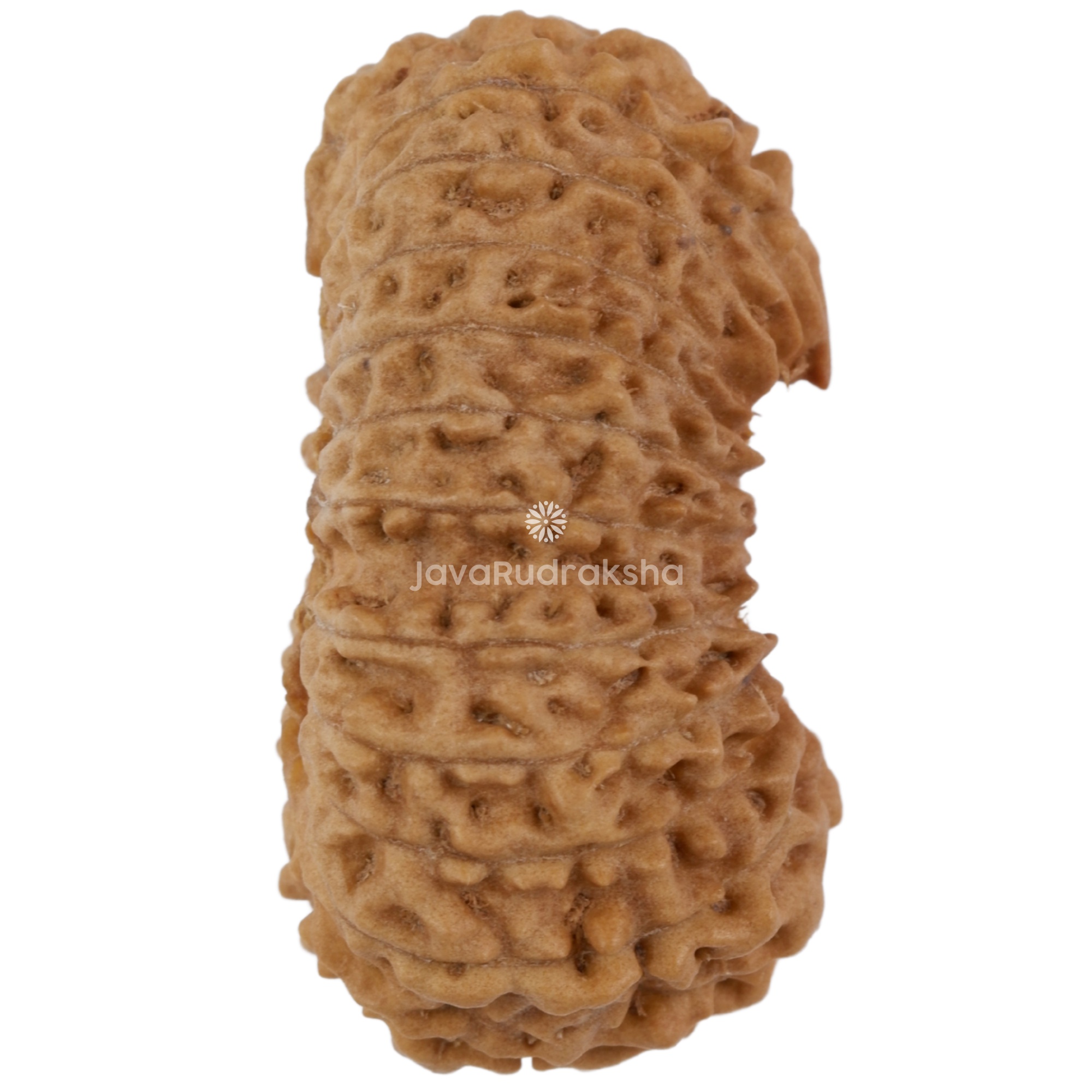 23 Mukhi Java Rudraksha 24.52 mm right side angle