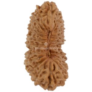 23 Mukhi Java Rudraksha 24.52 mm top view