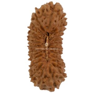 24 Mukhi Java Rudraksha 18.68 mm top view