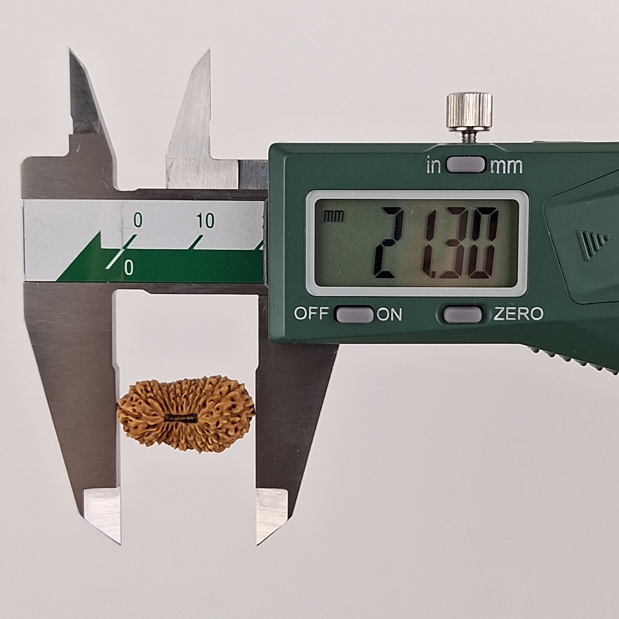 24 Mukhi Java Rudraksha 21.30 mm length measurement