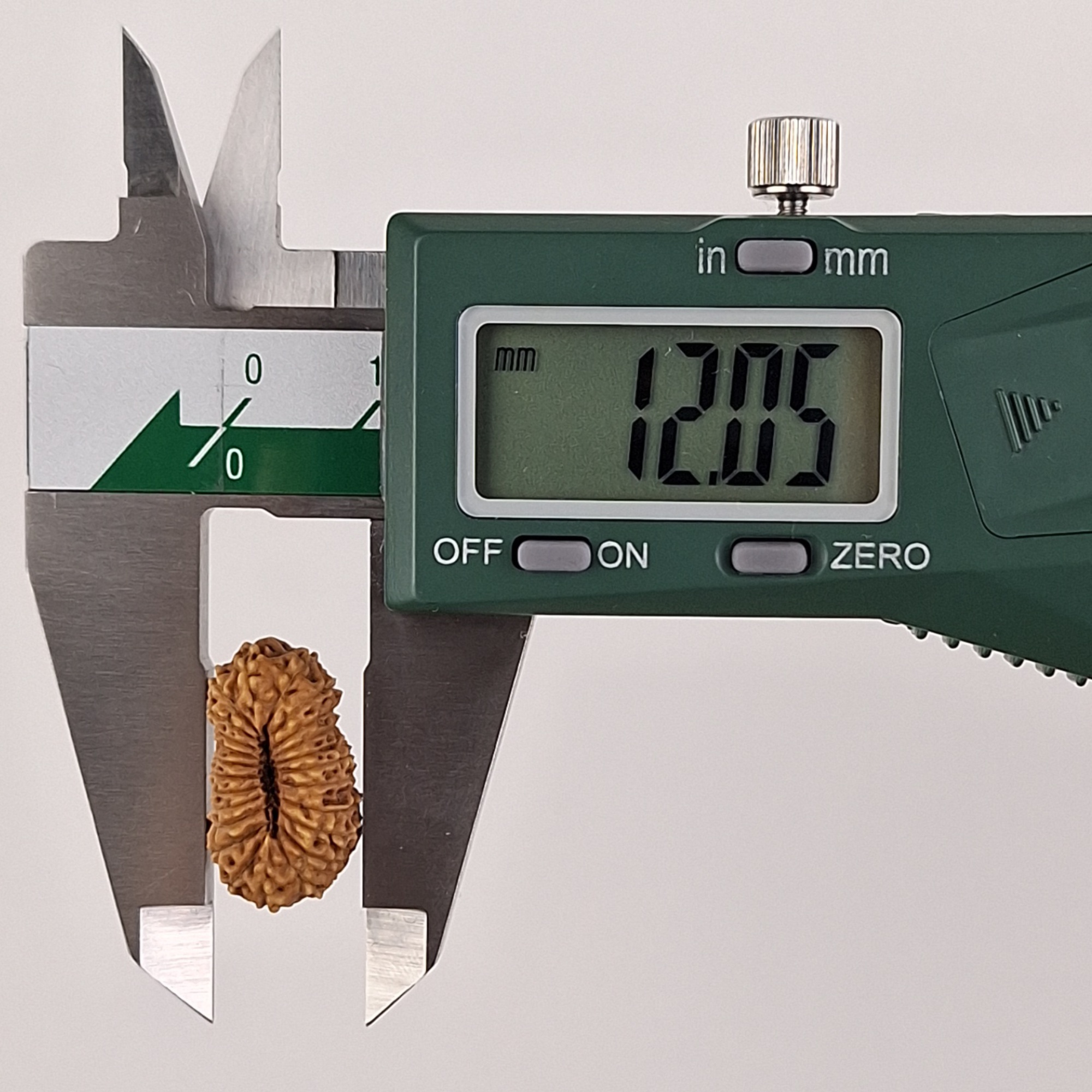 24 Mukhi Java Rudraksha 12.05 mm width measurement