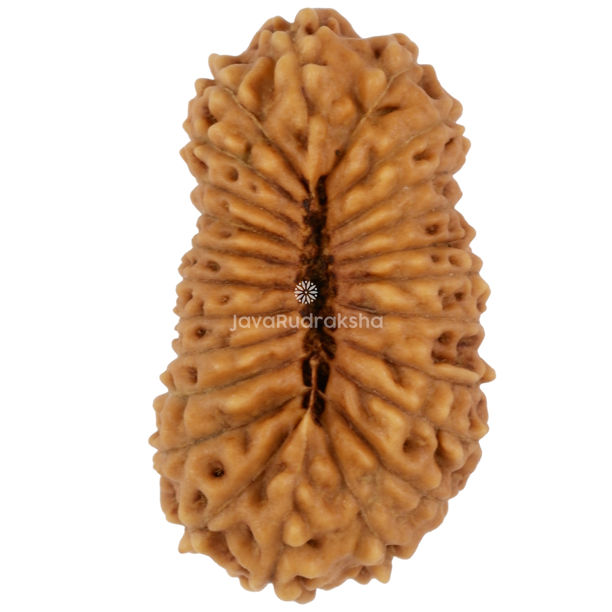 24 Mukhi Java Rudraksha 21.30 mm bottom view