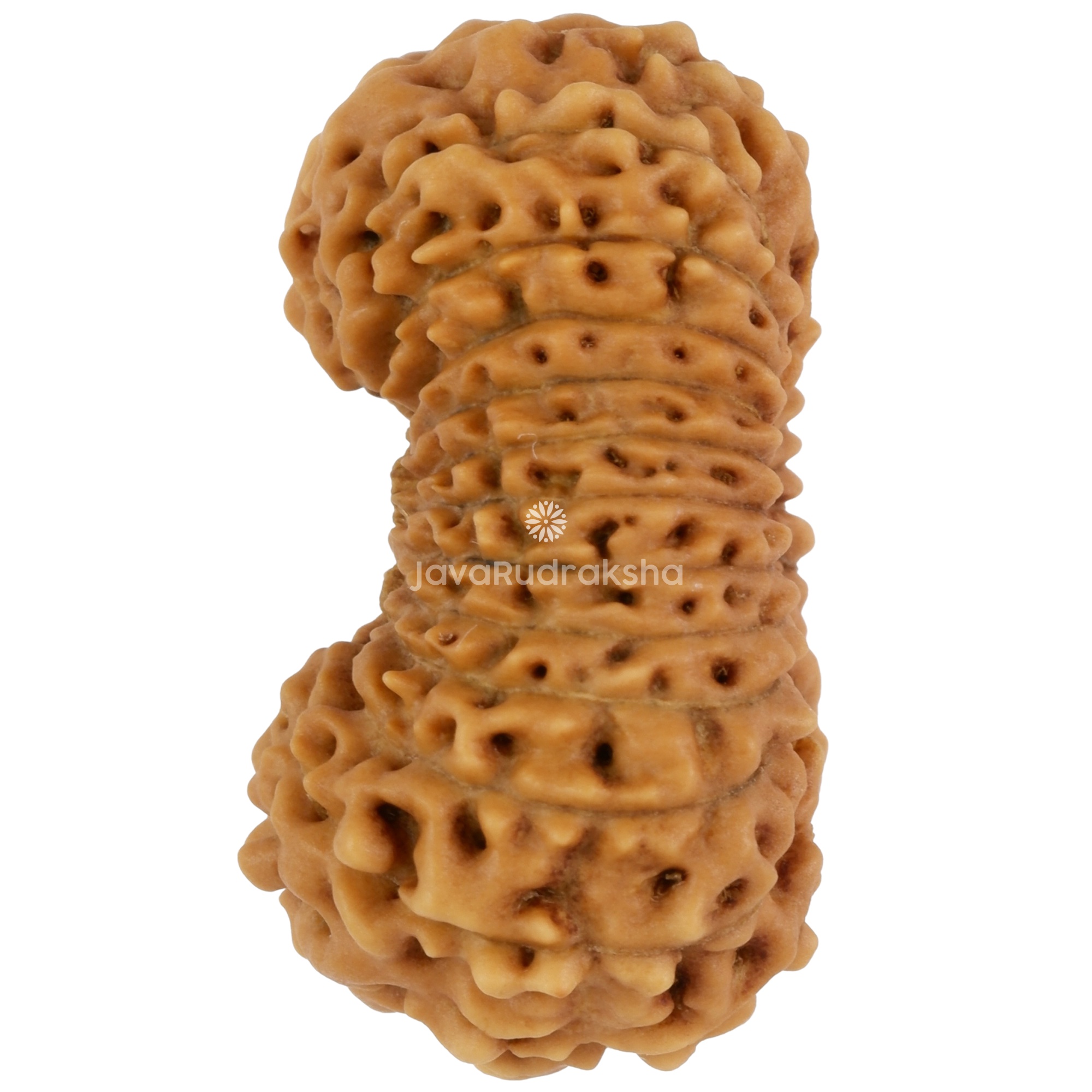 24 Mukhi Java Rudraksha 21.30 mm left side angle