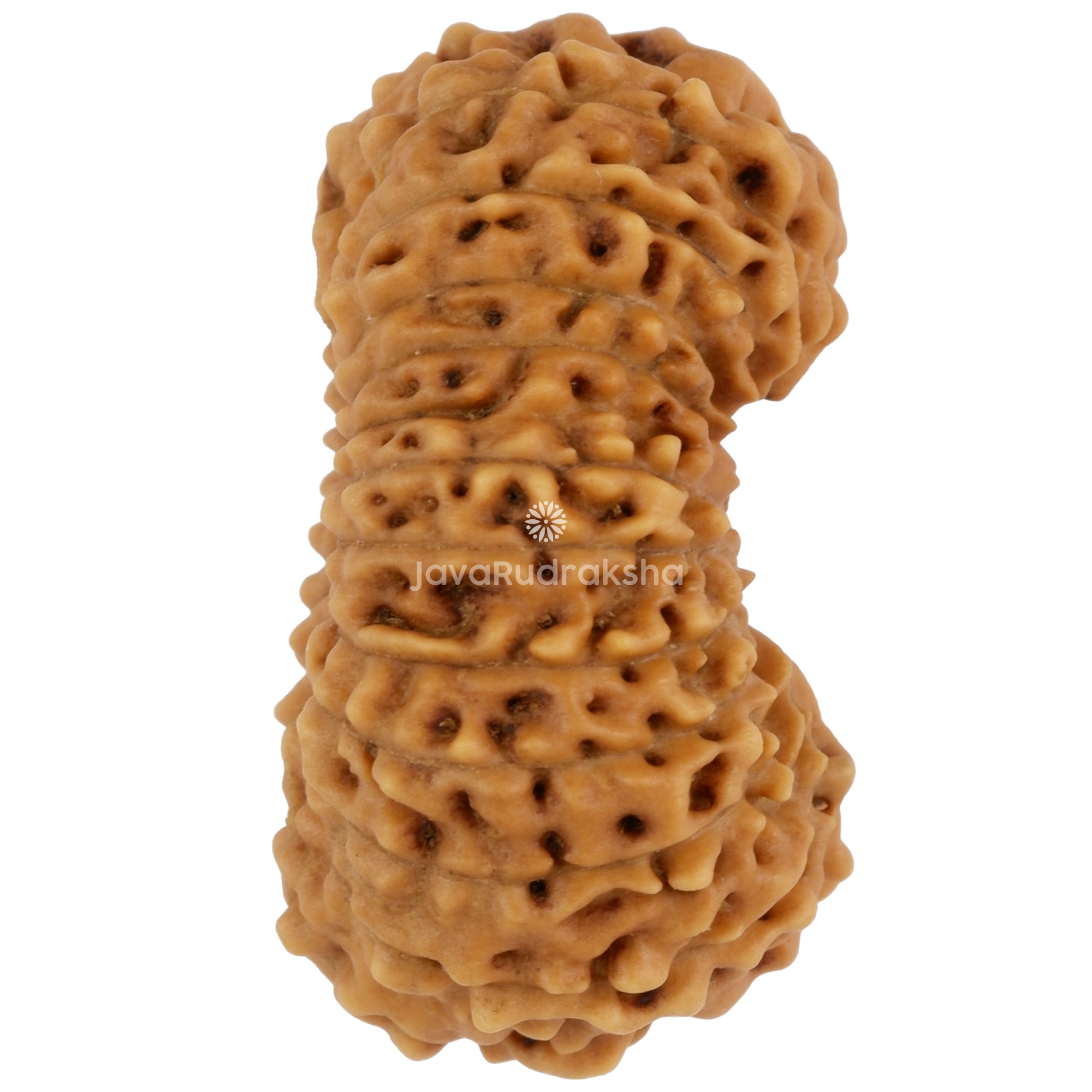 24 Mukhi Java Rudraksha 21.30 mm right side angle