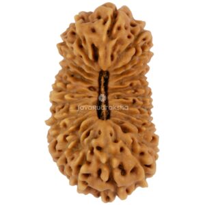 24 Mukhi Java Rudraksha 21.30 mm top view
