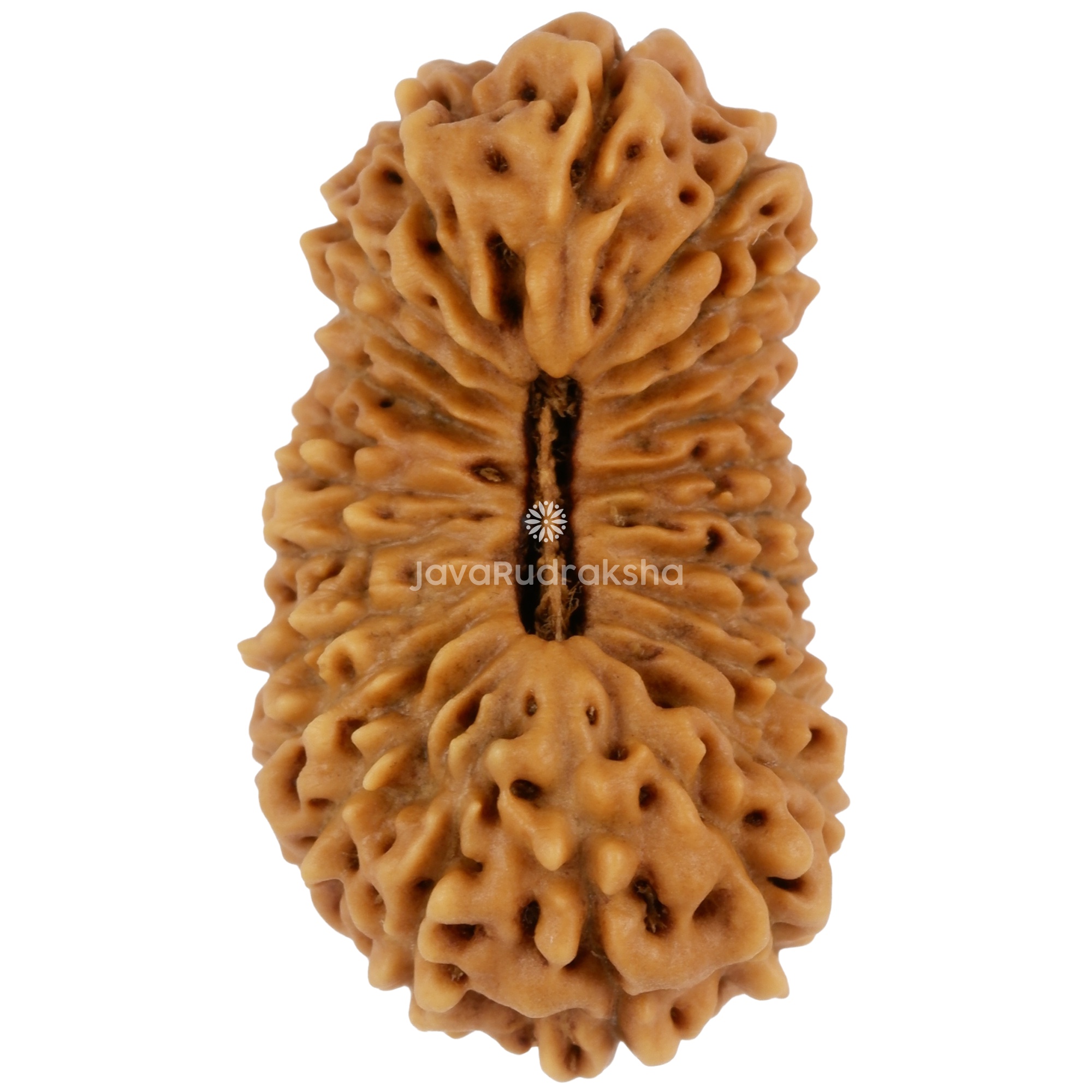 24 Mukhi Java Rudraksha 21.30 mm top view