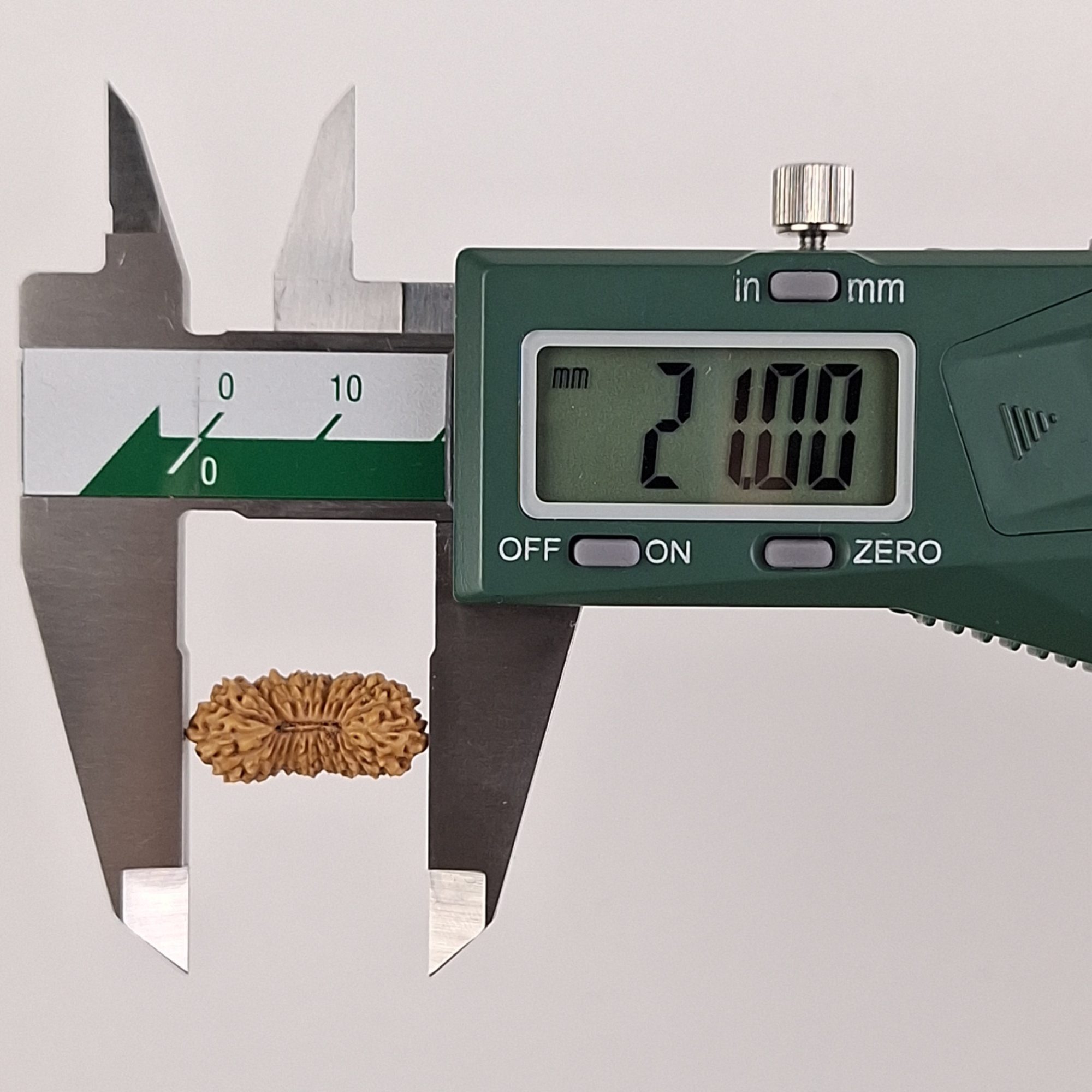 25 Mukhi Java Rudraksha 21.00 mm length measurement