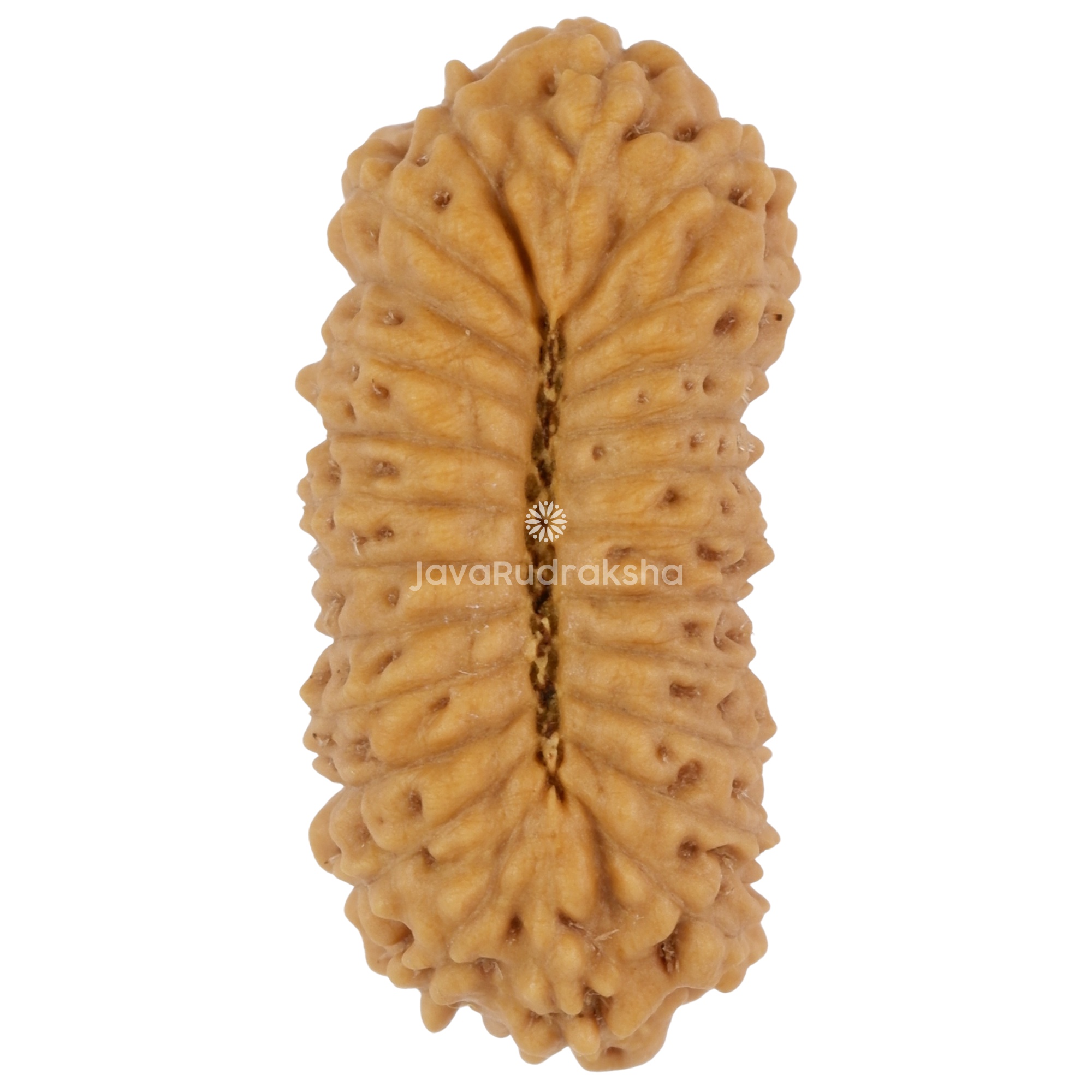 25 Mukhi Java Rudraksha 21.00 mm bottom view