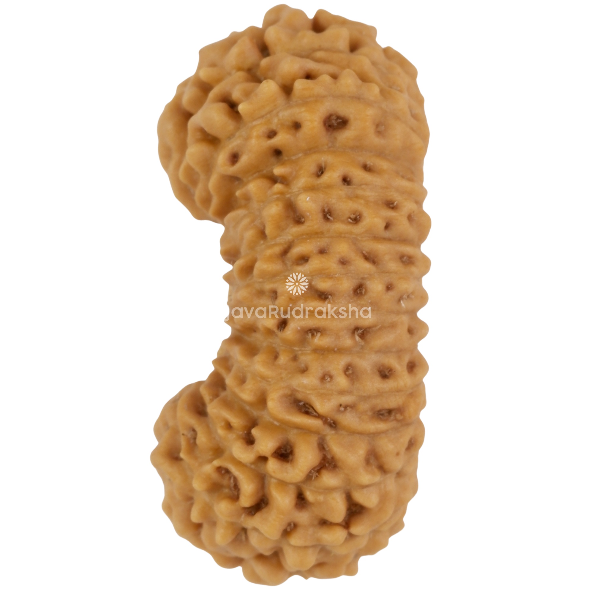 25 Mukhi Java Rudraksha 21.00 mm left side angle