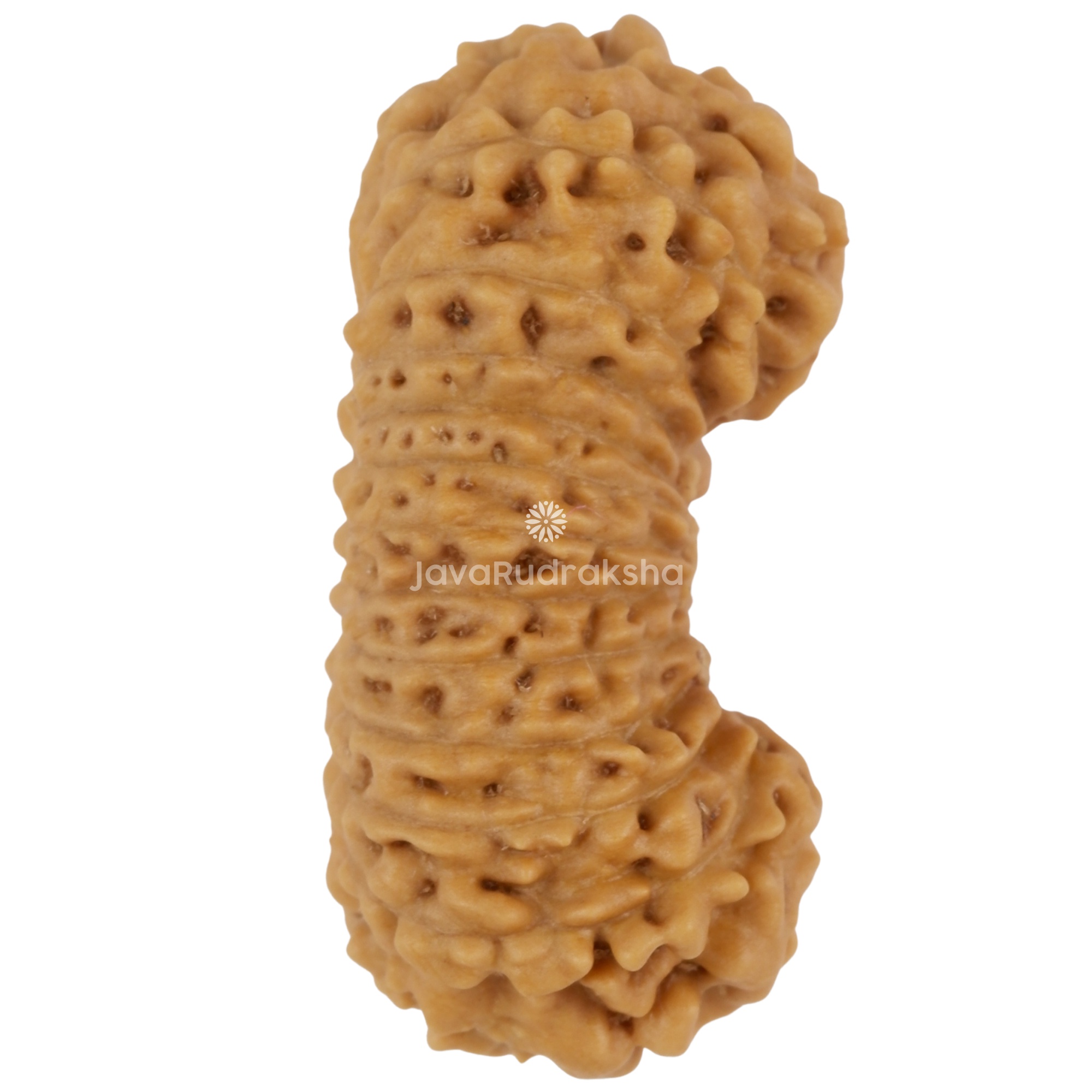 25 Mukhi Java Rudraksha 21.00 mm right side angle