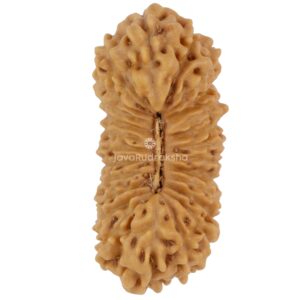 25 Mukhi Java Rudraksha 21.00 mm top view