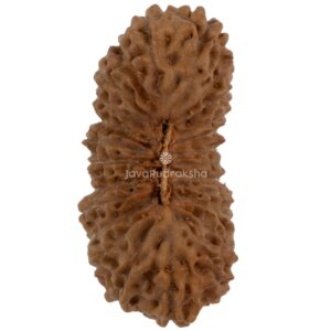 25 Mukhi Java Rudraksha 23.82 mm top view