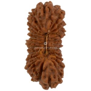 26 Mukhi Java Rudraksha 21.52 mm top view