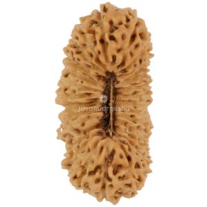 27 Mukhi Java Rudraksha 20.45 mm top view