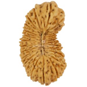 27 Mukhi Java Rudraksha 26.88 mm top view