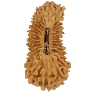 29 Mukhi Java Rudraksha 21.51 mm top view