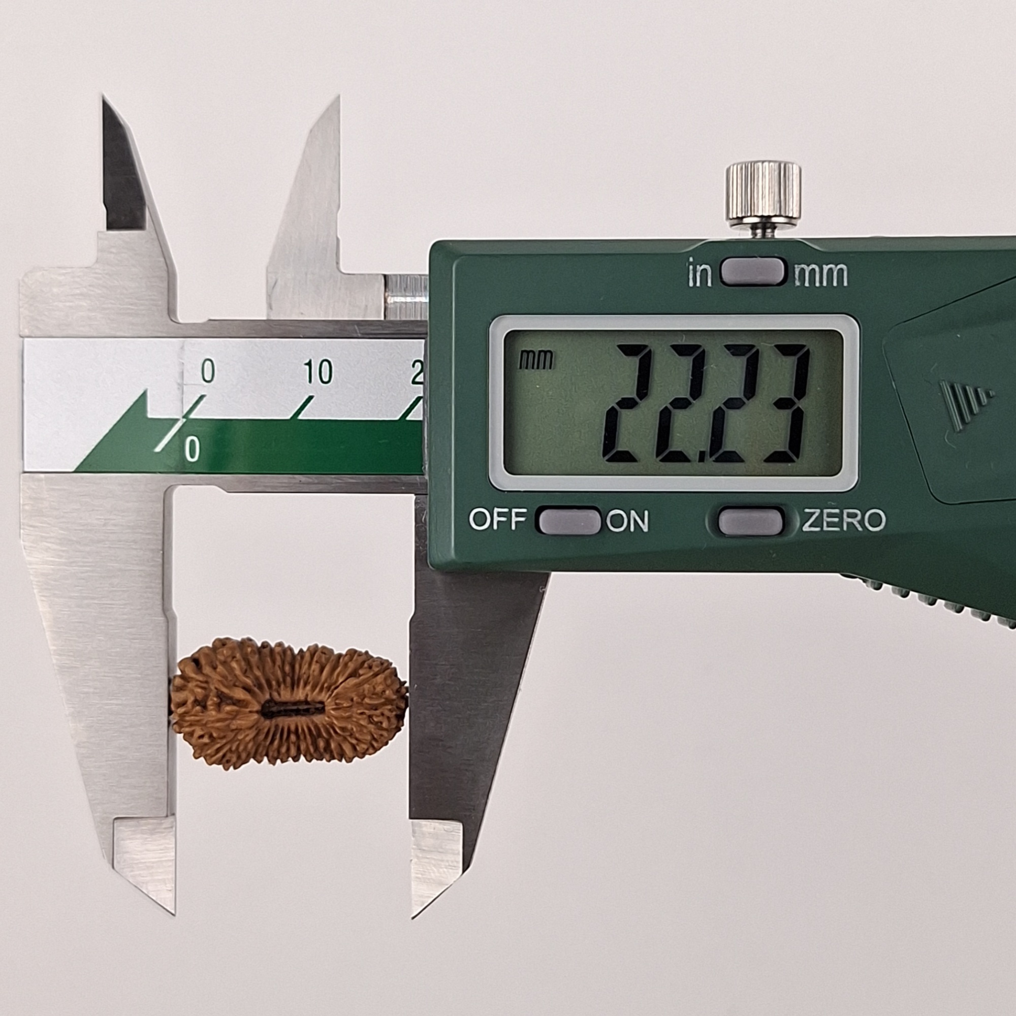 30 Mukhi Java Rudraksha 22.23 mm length measurement