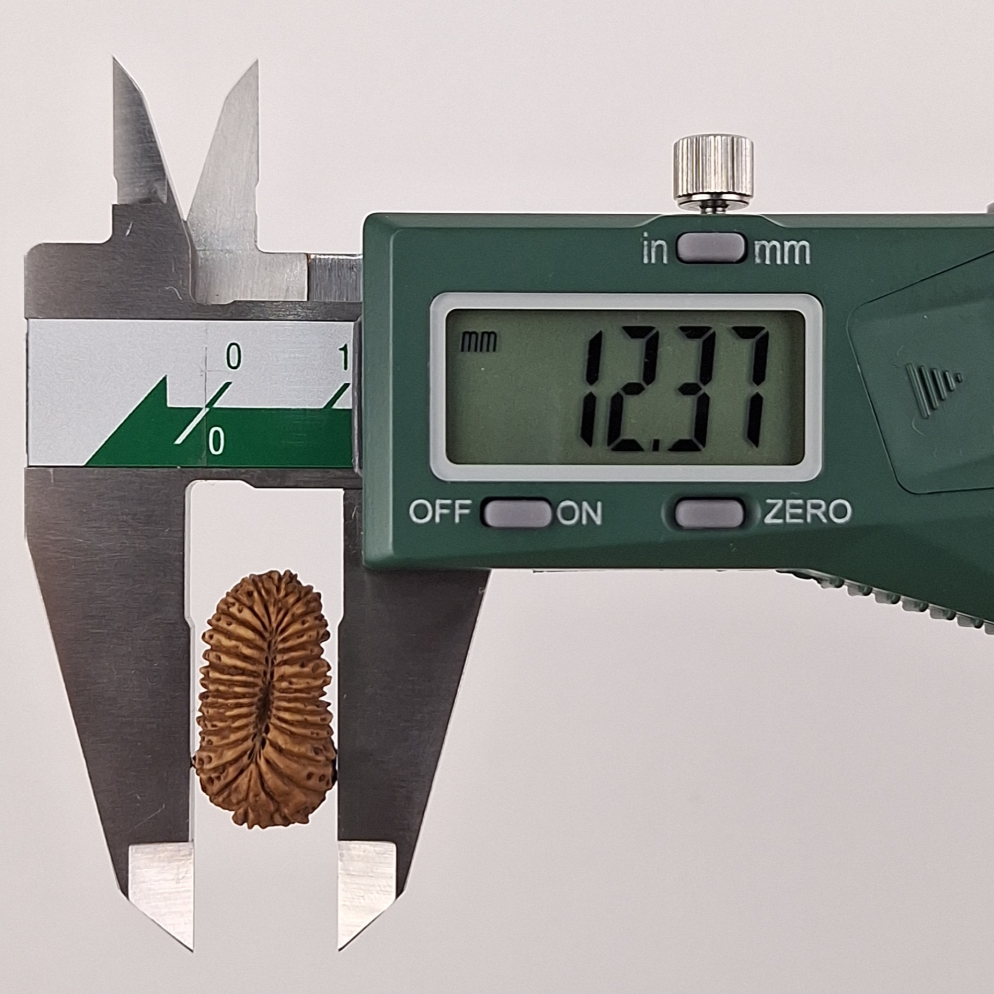 30 Mukhi Java Rudraksha 12.37 mm width measurement