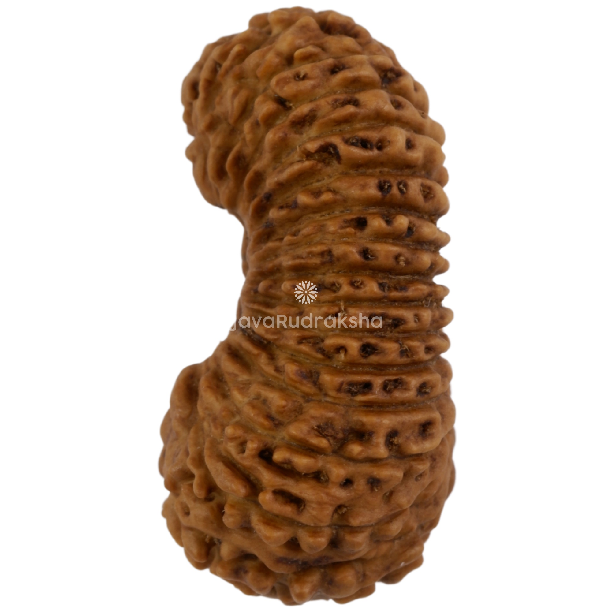 30 Mukhi Java Rudraksha 22.23 mm left side angle