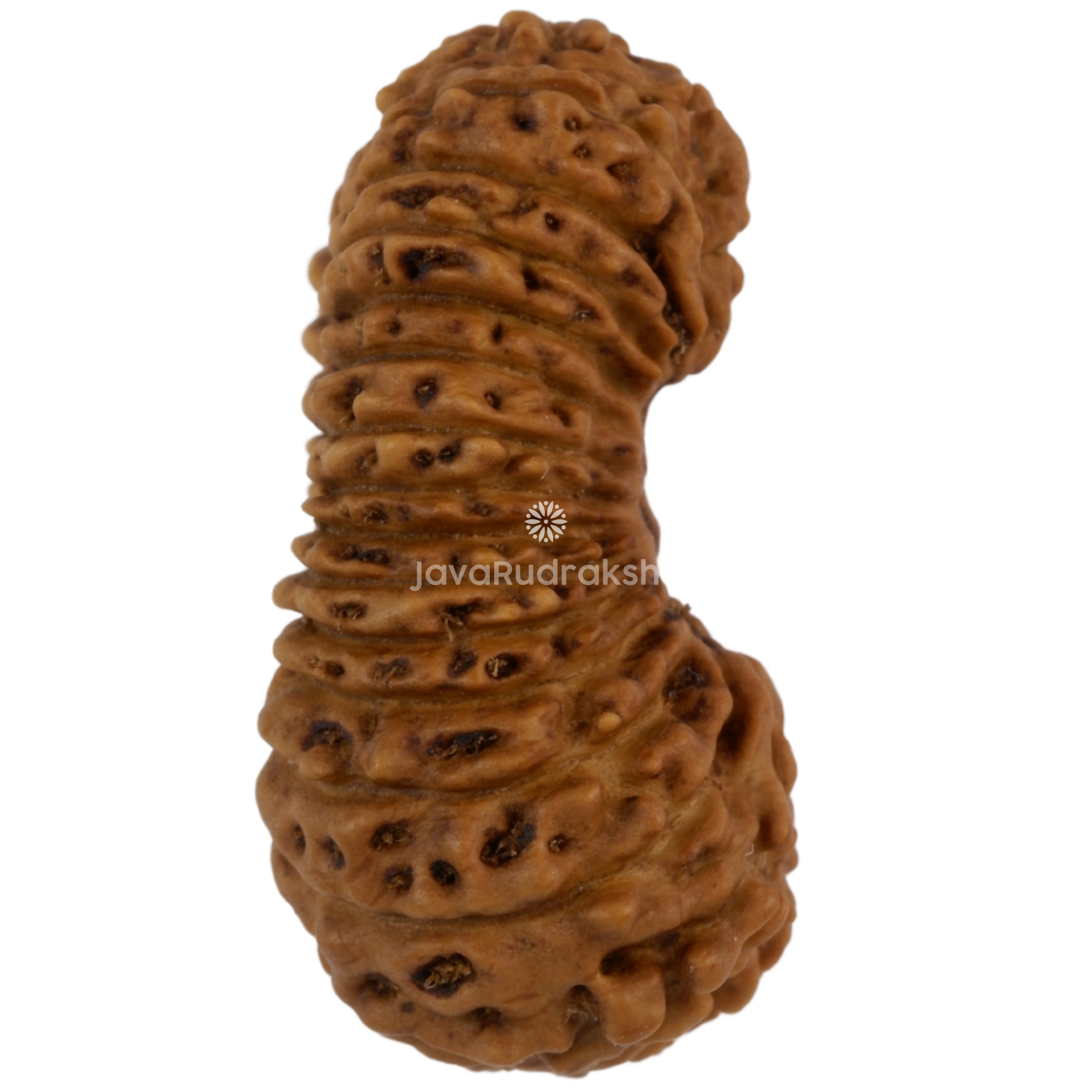 30 Mukhi Java Rudraksha 22.23 mm right side angle