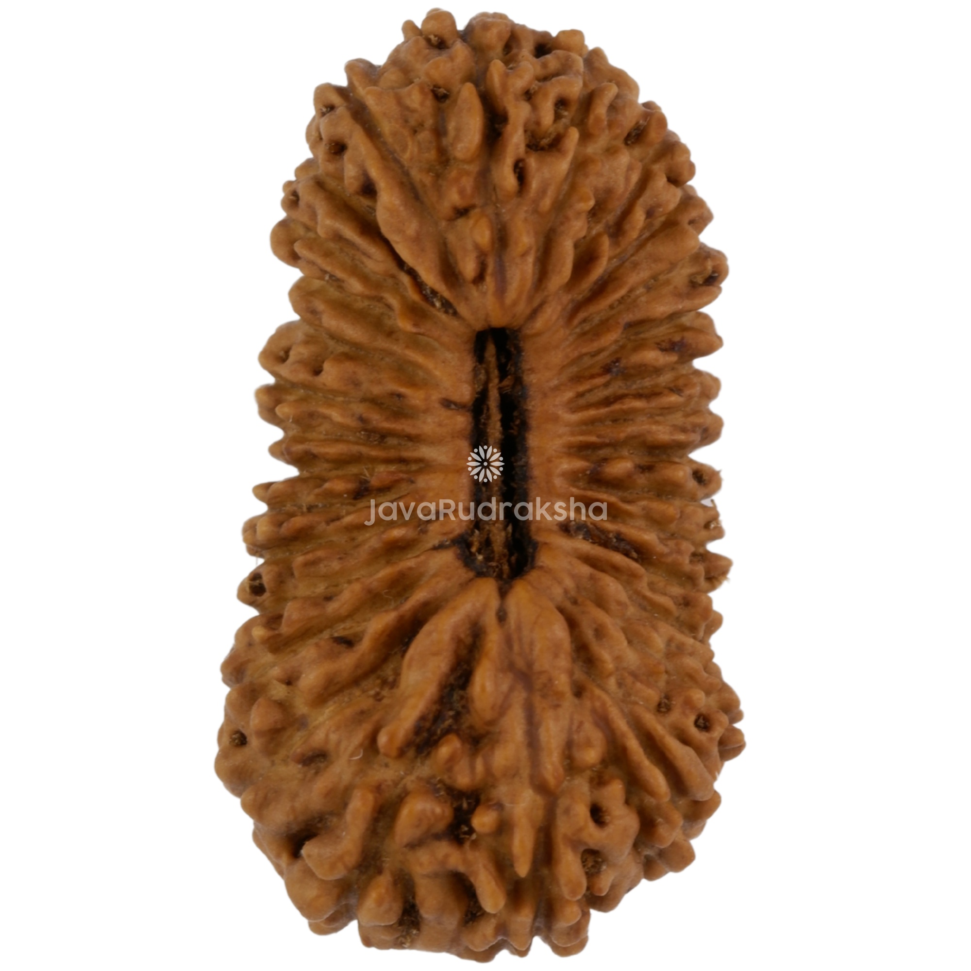 30 Mukhi Java Rudraksha 22.23 mm top view