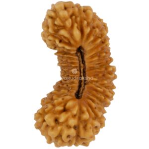 31 Mukhi Java Rudraksha 16.74 mm top view