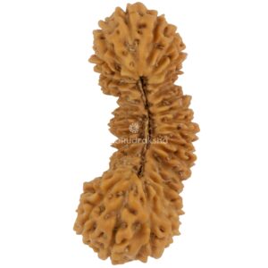 33 Mukhi Java Rudraksha 23.55 mm top view