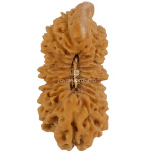 Ganesh 21 Mukhi Java Rudraksha 19.35 mm top view