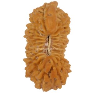Ganesh 21 Mukhi Java Rudraksha 22.55 mm top view