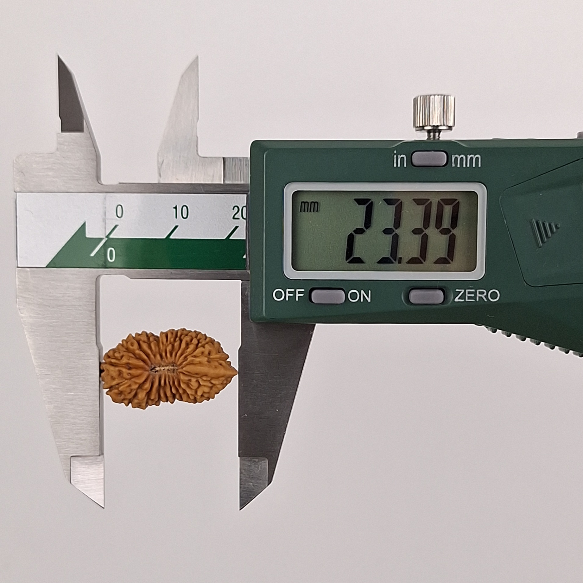 Ganesh 21 Mukhi Java Rudraksha 23.39 mm length measurement