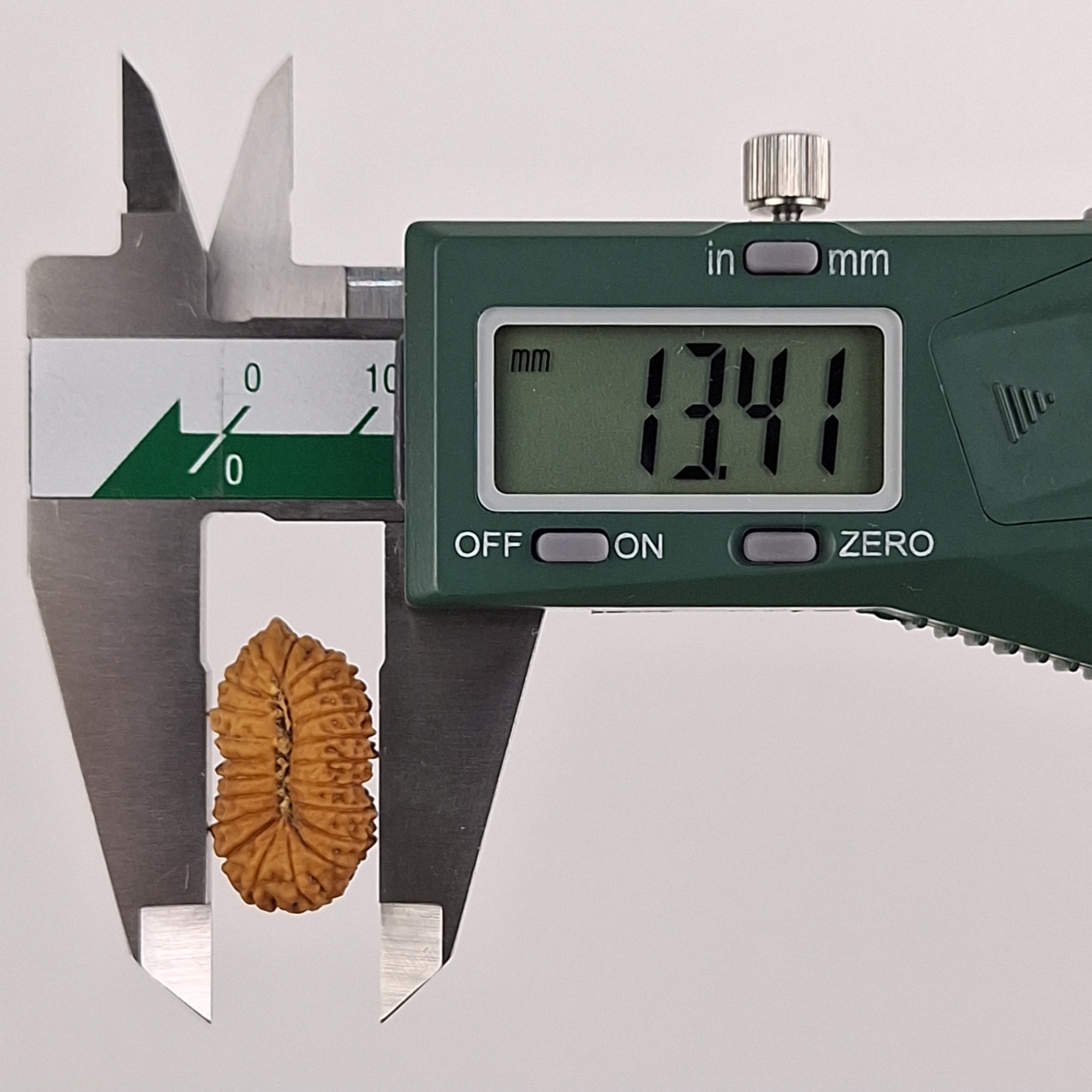 Ganesh 21 Mukhi Java Rudraksha 13.41 mm width measurement