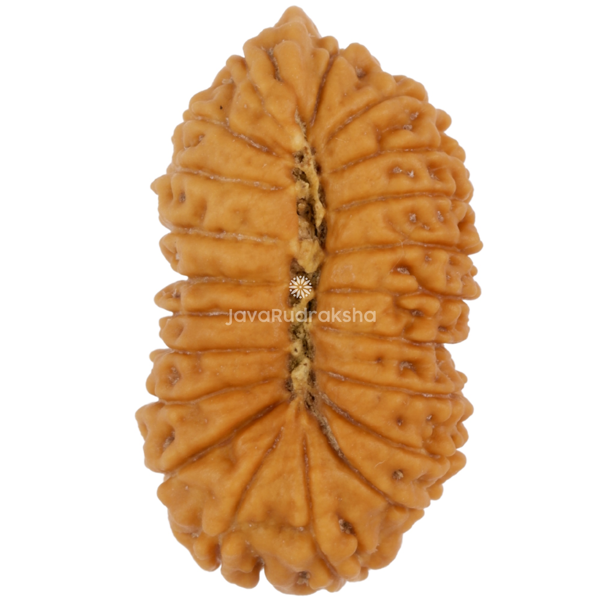 Ganesh 21 Mukhi Java Rudraksha 23.39 mm bottom view