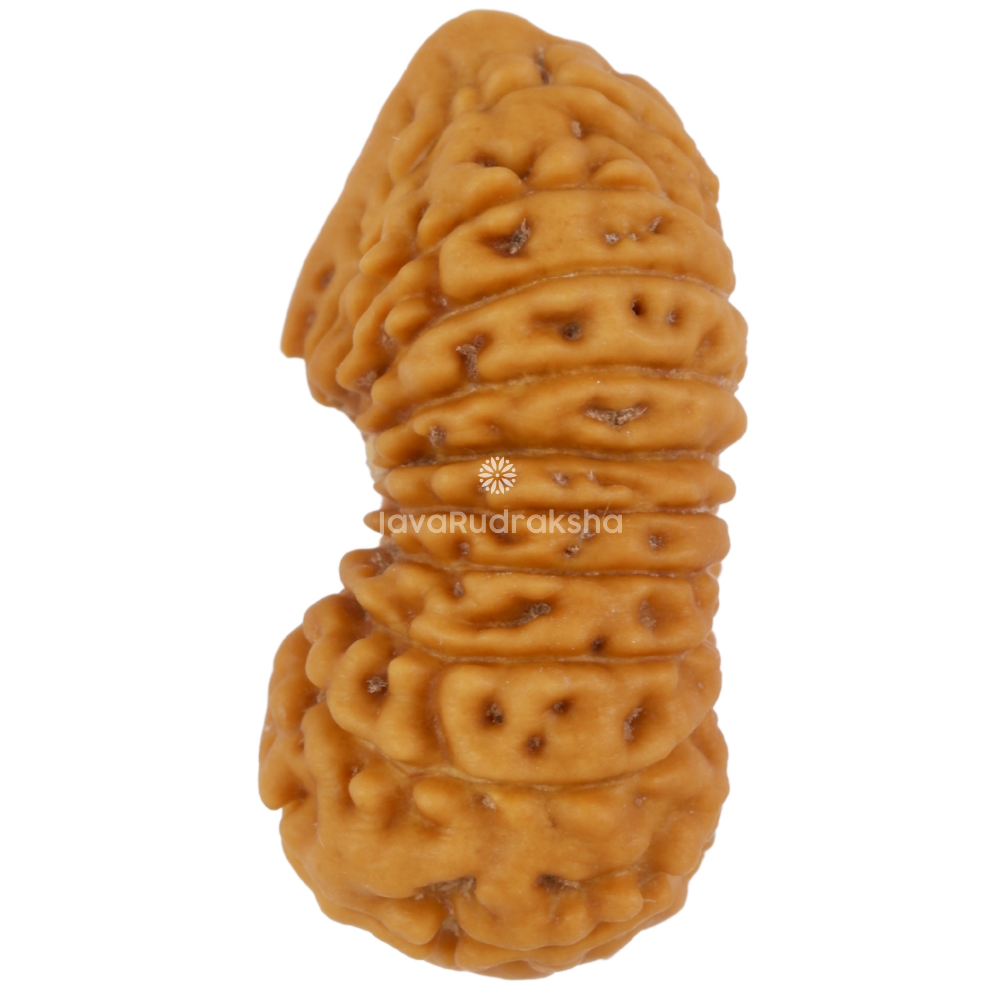 Ganesh 21 Mukhi Java Rudraksha 23.39 mm left side view