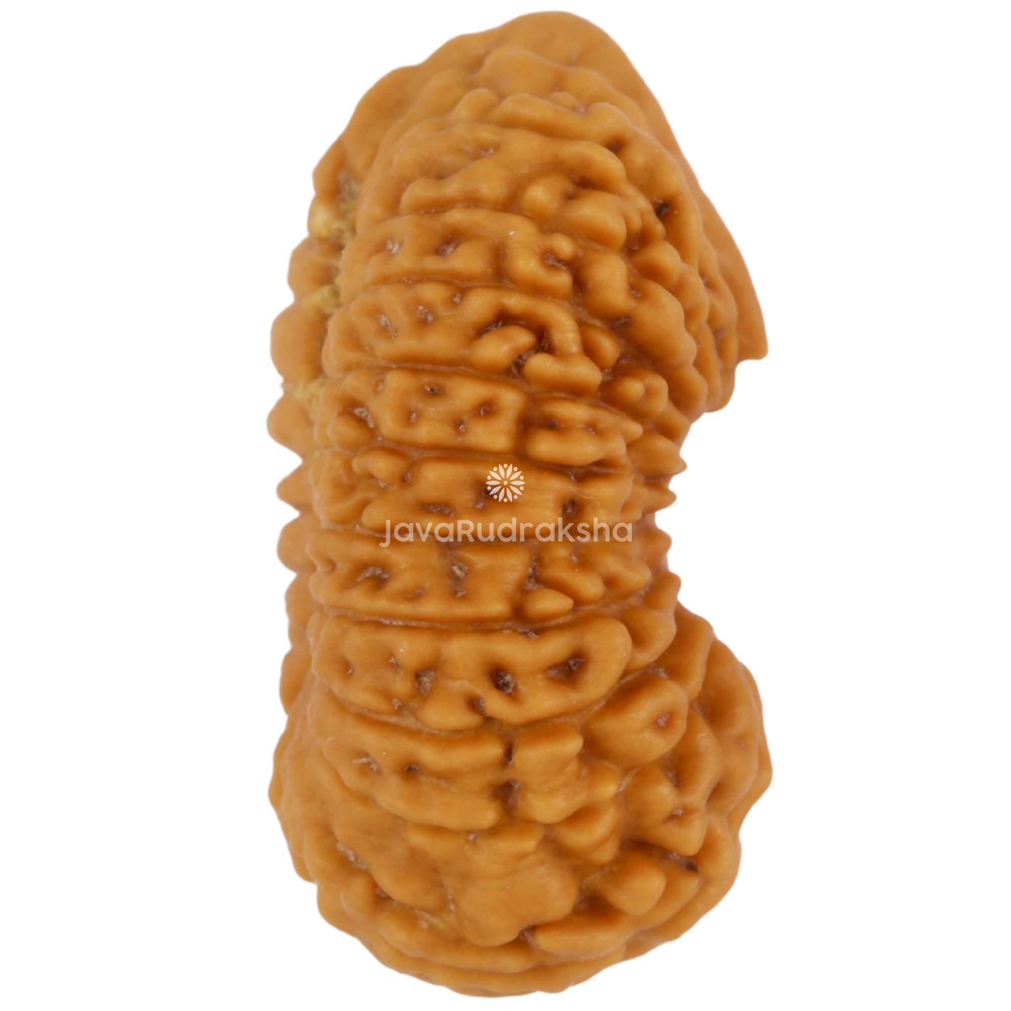 Ganesh 21 Mukhi Java Rudraksha 23.39 mm right side view