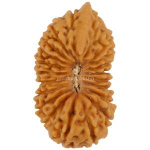 Ganesh 21 Mukhi Java Rudraksha 23.39 mm top view