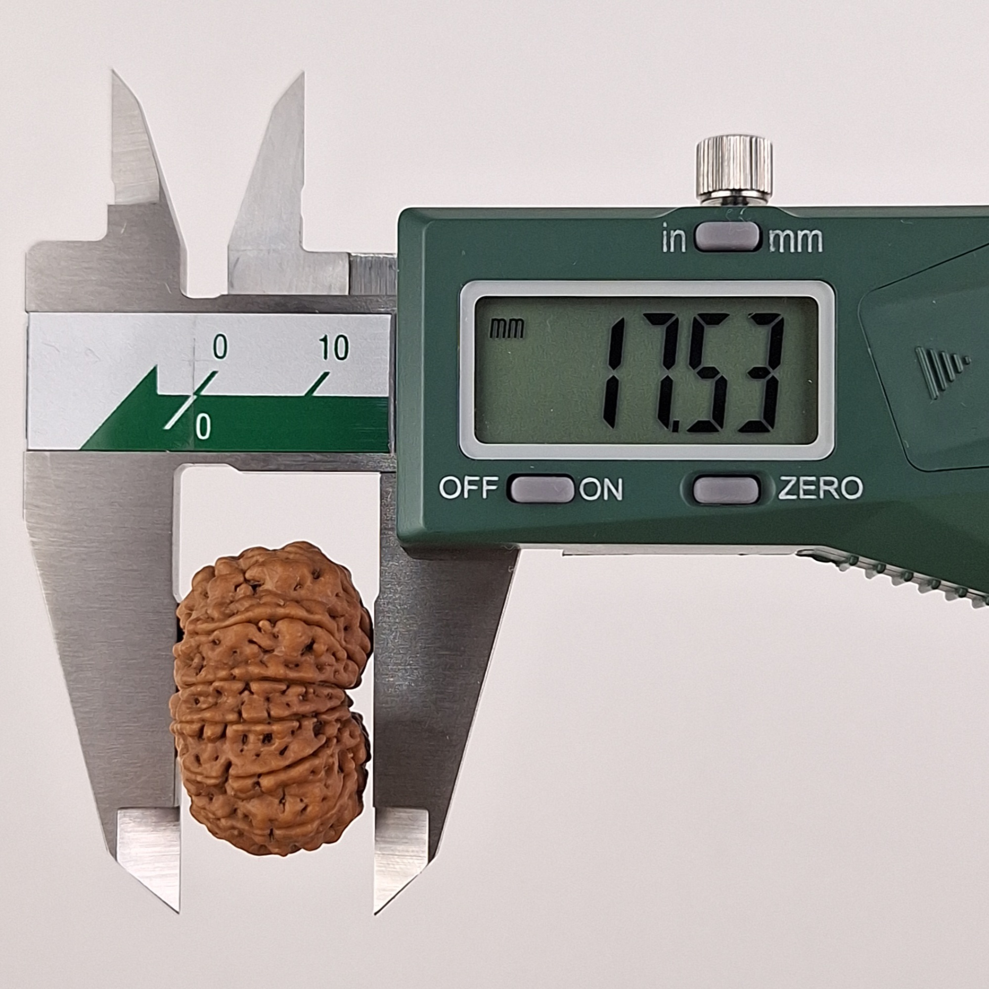 12 Mukhi Java Rudraksha 17.53 mm depth measurement