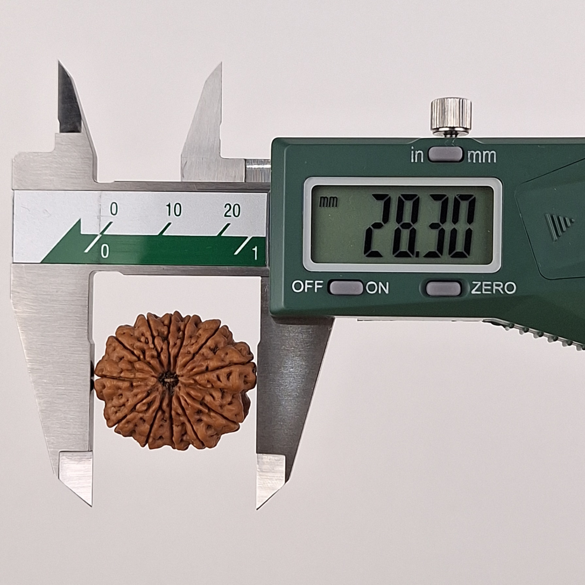 12 Mukhi Java Rudraksha 28.30 mm length measurement