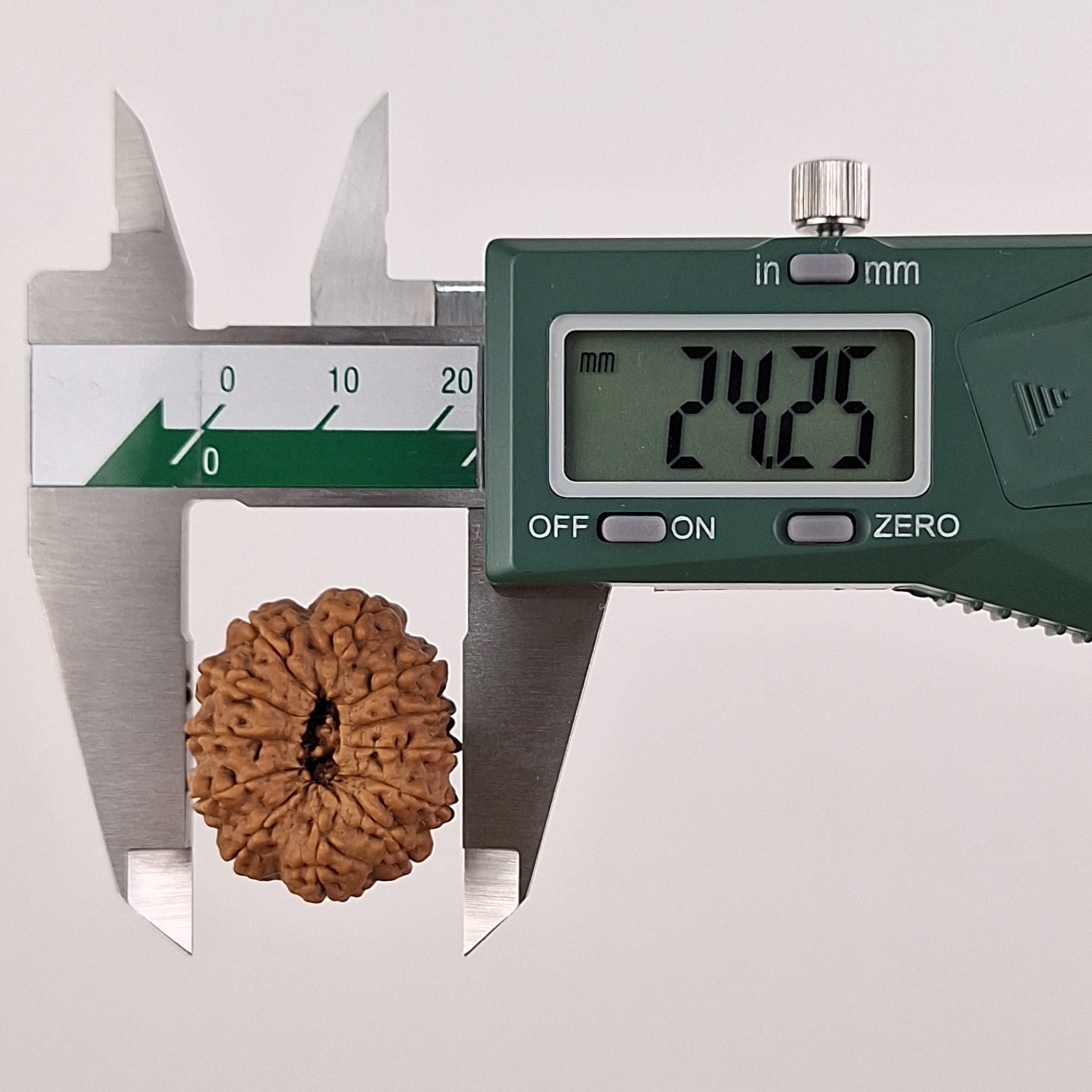 12 Mukhi Java Rudraksha 24.25 mm width measurement